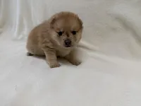 Keeley, a female Pomeranian and Alaskan Klee Kai for sale in Lexington, KY – Photo 4 of 5