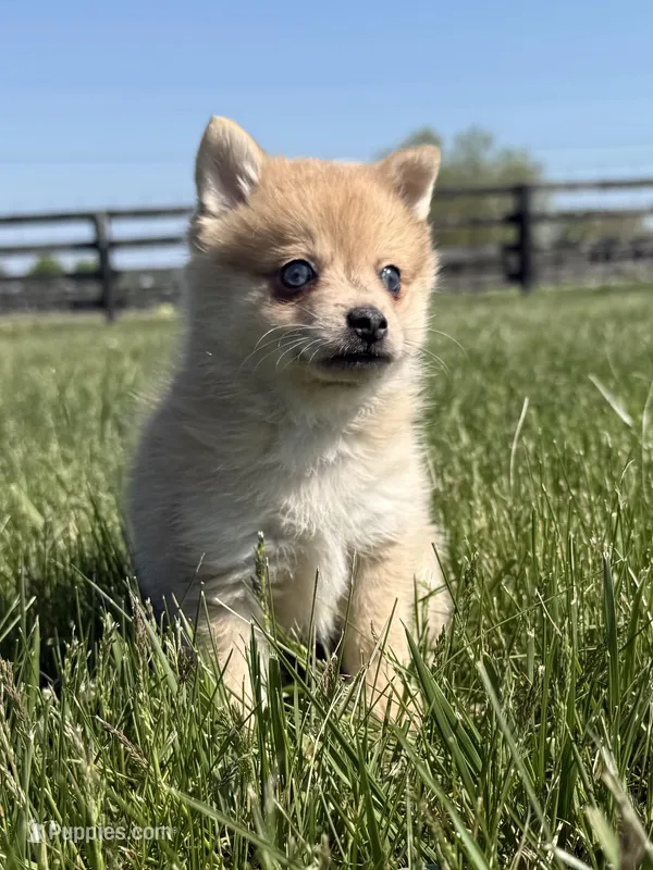 Keeley – Pomeranian, Alaskan Klee Kai puppy for sale in Lexington, KY