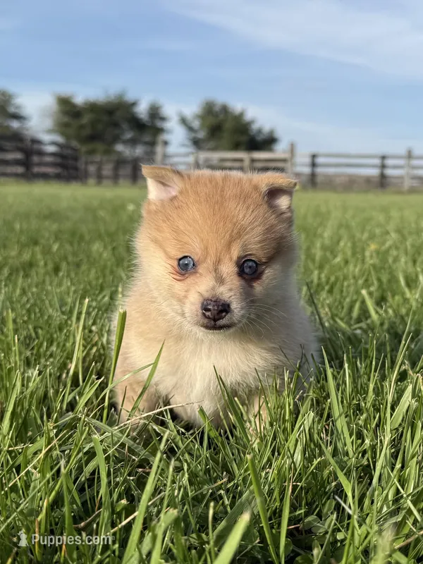 Keeley – Pomeranian, Alaskan Klee Kai puppy for sale in Lexington, KY