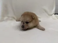 Keeley, a female Pomeranian and Alaskan Klee Kai for sale in Lexington, KY – Photo 3 of 5