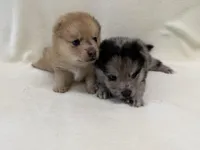 Keeley, a female Pomeranian and Alaskan Klee Kai for sale in Lexington, KY – Photo 5 of 5