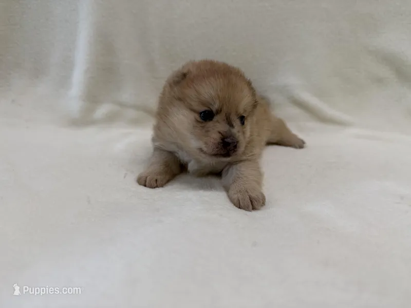 Keeley – Pomeranian, Alaskan Klee Kai puppy for sale in Lexington, KY