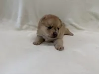 Keeley, a female Pomeranian and Alaskan Klee Kai for sale in Lexington, KY – Photo 1 of 5