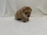 Keeley, a female Pomeranian and Alaskan Klee Kai for sale in Lexington, KY – Photo 2 of 5