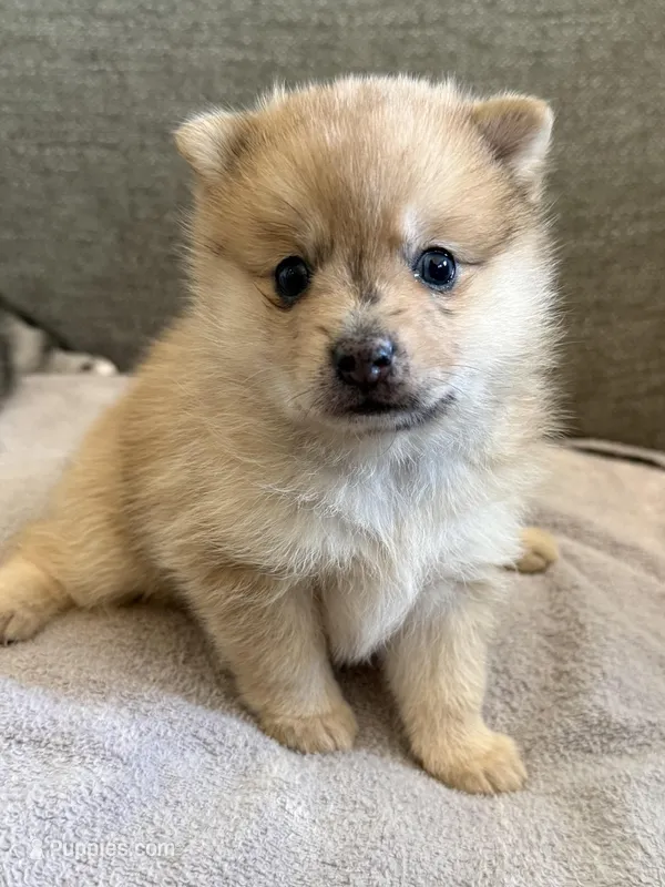 Keeley – Pomeranian, Alaskan Klee Kai puppy for sale in Lexington, KY