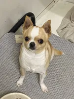 Charlie , a male Chihuahua for sale in Lexington, KY – 8 of 8