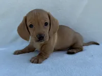 Rumi, AKC, a female Dachshund and Miniature Dachshund for sale in Lexington, KY – 2 of 5