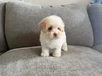 Pinky, a female Poodle - Toy  and Poodle - Miniature  for sale in Lexington, KY – 2 of 7