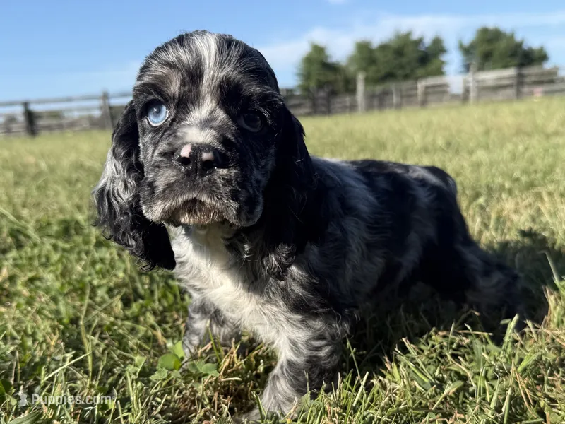 Marco  – Cocker Spaniel puppy for sale in Lexington, KY