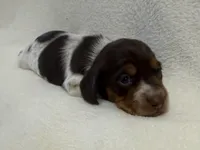 Albie, a male Dachshund and Miniature Dachshund for sale in Lexington, KY – Photo 2 of 6