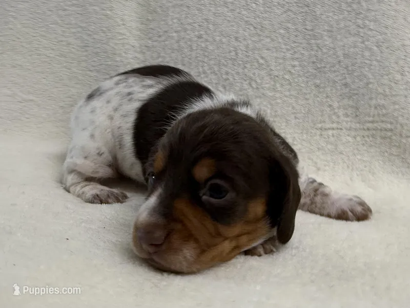 Albie – Dachshund, Miniature Dachshund puppy for sale in Lexington, KY