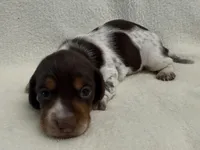 Albie, a male Dachshund and Miniature Dachshund for sale in Lexington, KY – Photo 3 of 6