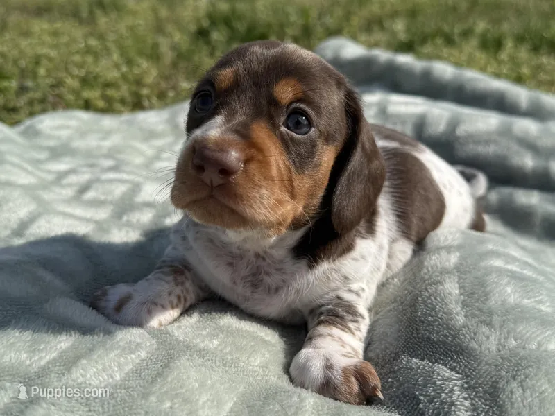 Albie – Dachshund, Miniature Dachshund puppy for sale in Lexington, KY