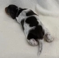 Albie, a male Dachshund and Miniature Dachshund for sale in Lexington, KY – Photo 5 of 6