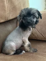 Daphne, a female Chinese Crested for sale in Lexington, KY – 4 of 6
