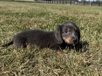 Zolo, a male Dachshund and Miniature Dachshund for sale in Lexington, KY – 8 of 8