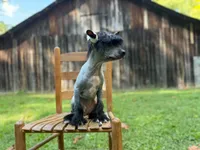Dumbo, Ch sired , a male Chinese Crested for sale in Lexington, KY – 1 of 10