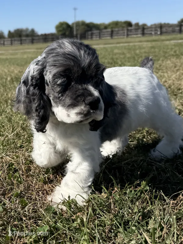Pickles  – Cocker Spaniel puppy for sale in Lexington, KY