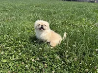 Walter, a male Pekingese for sale in Lexington, KY – 6 of 6