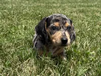 Rumsfeld, a male Dachshund and Miniature Dachshund for sale in Lexington, KY – 5 of 6