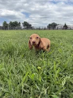 Dudley, a male Dachshund and Miniature Dachshund for sale in Lexington, KY – 5 of 6