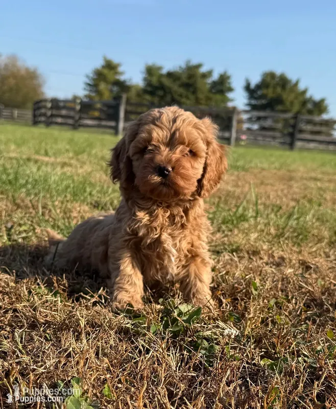 Penny – Cockapoo puppy for sale in Lexington, KY