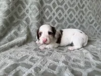 Mavis , a female Dachshund and Miniature Dachshund for sale in Lexington, KY – 3 of 5