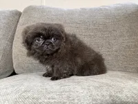 Willie, a male Pekingese for sale in Lexington, KY – 3 of 5