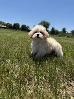 Winnie , a female Maltipoo for sale in Lexington, KY – 4 of 7