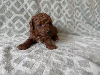 Petrie, a male Poodle - Miniature  for sale in Lexington, KY – 2 of 5