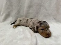 Gamby, AKc silky wire, a male Dachshund and Miniature Dachshund for sale in Lexington, KY – Photo 8 of 8