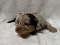 Gamby, AKc silky wire, a male Dachshund and Miniature Dachshund for sale in Lexington, KY – Photo 6 of 8