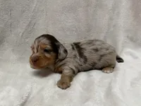 Gamby, AKc silky wire, a male Dachshund and Miniature Dachshund for sale in Lexington, KY – Photo 5 of 8