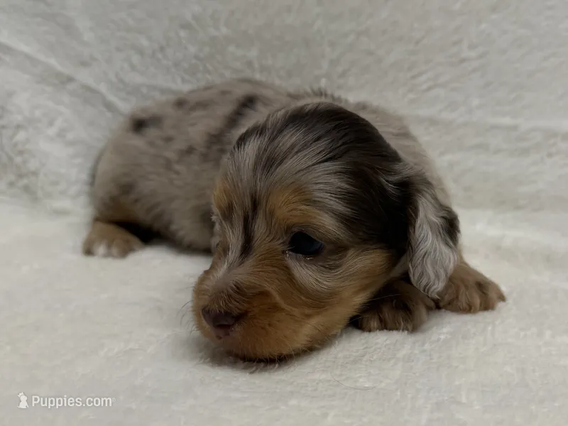 Gamby, AKc silky wire