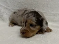 Gamby, AKc silky wire, a male Dachshund and Miniature Dachshund for sale in Lexington, KY – Photo 1 of 8