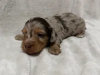 Gamby, AKc silky wire, a male Dachshund and Miniature Dachshund for sale in Lexington, KY – Photo 7 of 8