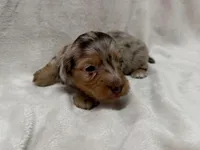 Gamby, AKc silky wire, a male Dachshund and Miniature Dachshund for sale in Lexington, KY – Photo 4 of 8