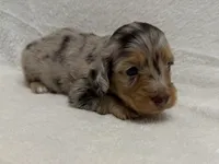Gamby, AKc silky wire, a male Dachshund and Miniature Dachshund for sale in Lexington, KY – Photo 3 of 8