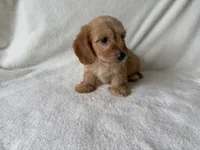 Peaches, a female Dachshund and Miniature Dachshund for sale in Lexington, KY – 2 of 4