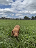 Dudley, a male Dachshund and Miniature Dachshund for sale in Lexington, KY – 6 of 6