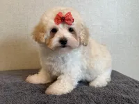 processed/8eb96620-9793-4e9d-80b7-df6d39b48b81/listing/f35b4206-95fd-4e32-ba84-87a4b6df777b/c6c08420-ca71-41e8-b190-d19411512082