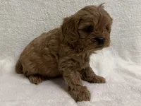 Dolly, a female Cavapoo for sale in Lexington, KY – Photo 4 of 6