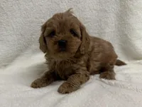 Dolly, a female Cavapoo for sale in Lexington, KY – Photo 3 of 6