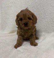 Dolly, a female Cavapoo for sale in Lexington, KY – Photo 5 of 6