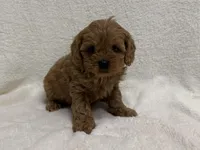 Dolly, a female Cavapoo for sale in Lexington, KY – Photo 2 of 6