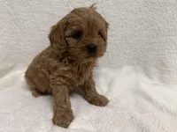 Dolly, a female Cavapoo for sale in Lexington, KY – Photo 6 of 6