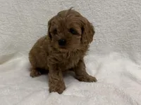 Dolly, a female Cavapoo for sale in Lexington, KY – Photo 1 of 6