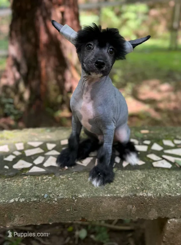 Dumbo, Ch sired  – Chinese Crested puppy for sale in Lexington, KY