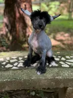 Dumbo, Ch sired , a male Chinese Crested for sale in Lexington, KY – 7 of 10