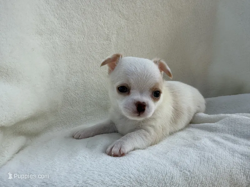Oliver  – Chihuahua puppy for sale in Lexington, KY